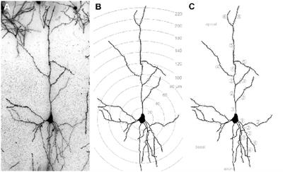 Early Sensory Loss Alters the Dendritic Branching and Spine Density of Supragranular Pyramidal Neurons in Rodent Primary Sensory Cortices